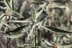 Eriodictyon trichocalyx lanatum