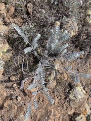 Acmispon argophyllus adsurgens