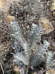 Acmispon argophyllus adsurgens