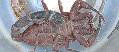 Tityus antioquensis
