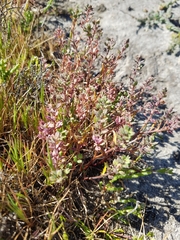 Lepidium acutidens