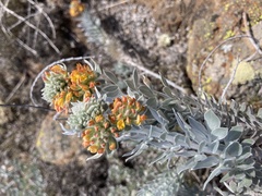 Acmispon argophyllus adsurgens