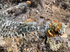 Acmispon argophyllus adsurgens