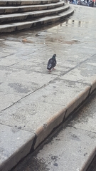 Columba livia domestica