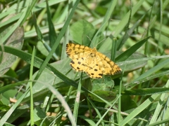 Pseudopanthera macularia