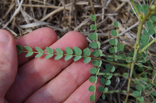 Image of Erythrostemon caudatus by (c) Eric Knight, some rights reserved (CC BY)