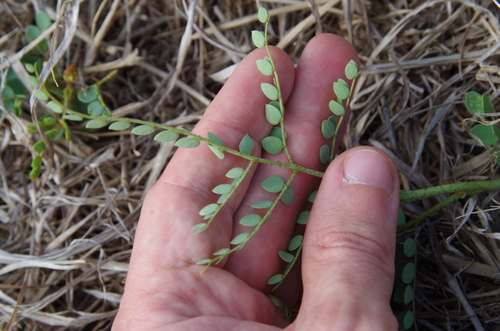 Image of Erythrostemon caudatus by (c) Eric Knight, some rights reserved (CC BY)