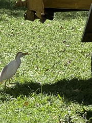 Bubulcus ibis