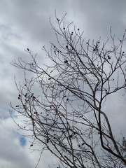 Alnus maritima oklahomensis