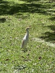Bubulcus ibis