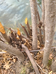Alnus maritima oklahomensis