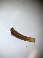 Olinga