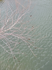 Alnus maritima oklahomensis