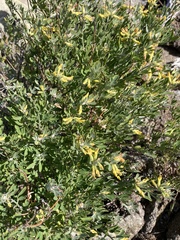 Acmispon dendroideus traskiae