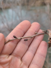 Alnus maritima oklahomensis