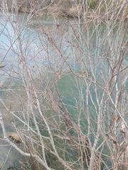 Alnus maritima oklahomensis