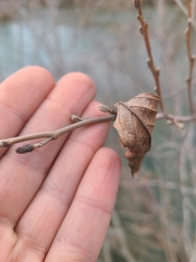 Alnus maritima oklahomensis
