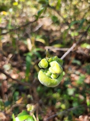 Exobasidium symploci