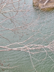Alnus maritima oklahomensis