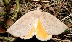 Mnesampela heliochrysa