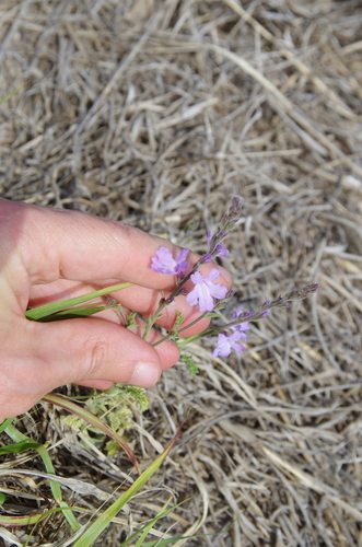 Clover's Vervain (Verbena cloverae)