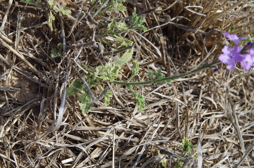 Image of Verbena cloverae by (c) Eric Knight, some rights reserved (CC BY)