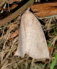 Mnesampela heliochrysa