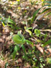 Exobasidium symploci