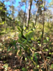 Exobasidium symploci