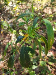 Exobasidium symploci