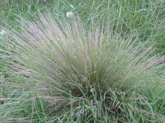 Stipa brachychaeta