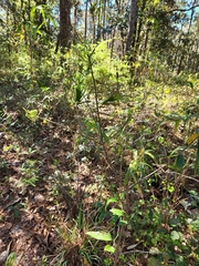 Exobasidium symploci