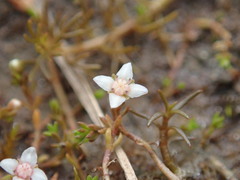 Crassula sinclairii