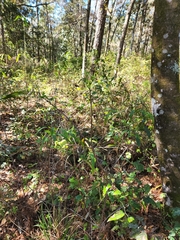 Exobasidium symploci