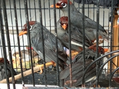 Pterorhinus mitratus