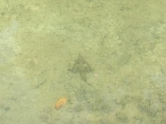 Ogcocephalidae