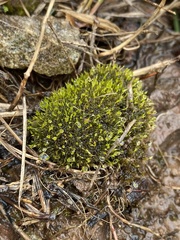 Weissia brachycarpa