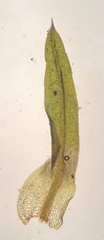 Weissia brachycarpa