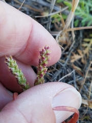Plantago elongata