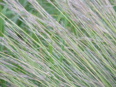 Stipa brachychaeta