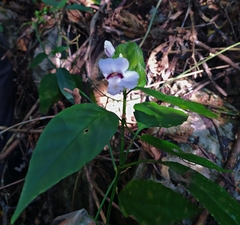 Ruellia latibracteata