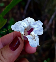 Ruellia latibracteata