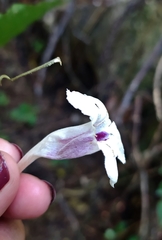 Ruellia latibracteata