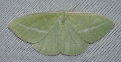 Iulops argocrana