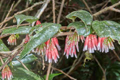 Satyria warszewiczii