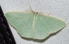 Chlorocoma melocrossa