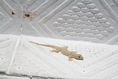 Hemidactylus platyurus