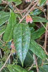 Satyria warszewiczii