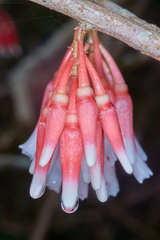 Satyria warszewiczii