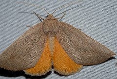 Mnesampela heliochrysa